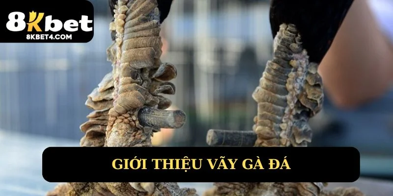 Giới thiệu vảy gà đá