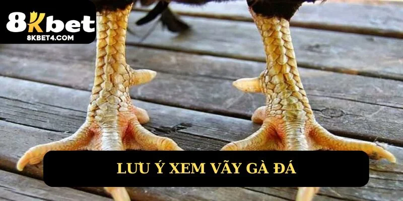 Lưu ý xem vảy gà đá